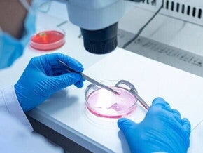 Imagem de laboratório onde um embriologista, usando luvas cirúrgicas, manipula material biológico em uma placa de Petri sob um microscópio, parte do processo de criopreservação de óvulos.