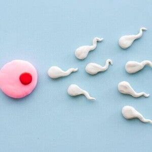 Representação visual de um óvulo rosa e vários espermatozoides brancos, ilustrando a fecundação.