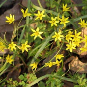 imagem de tribulus terrestris na natureza imagem de tribulus terrestris na natureza