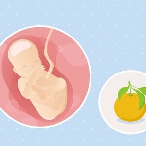 19ª semana de gravidez