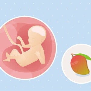 23ª semana de gravidez