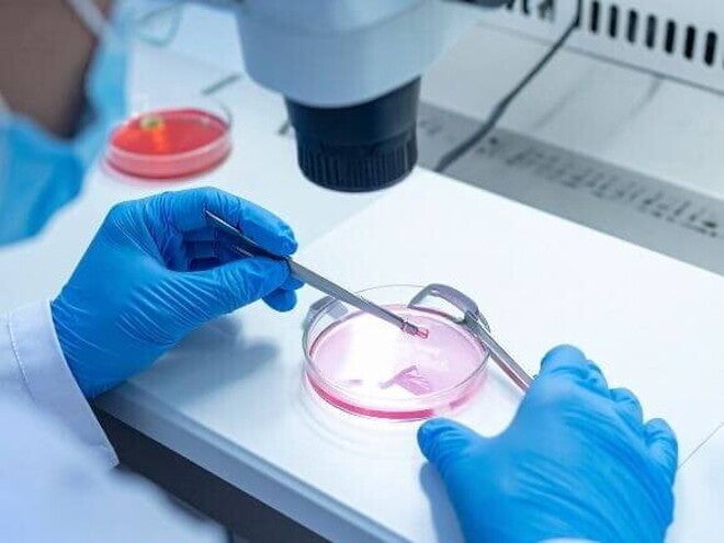 Imagem de laboratório onde um embriologista, usando luvas cirúrgicas, manipula material biológico em uma placa de Petri sob um microscópio, parte do processo de criopreservação de óvulos.