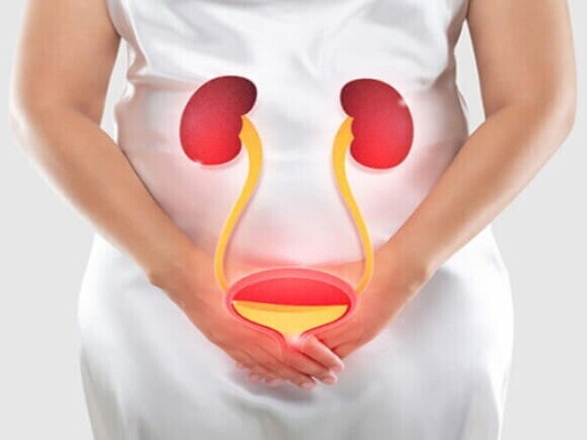 Ilustração do sistema urinário sobre o corpo feminino