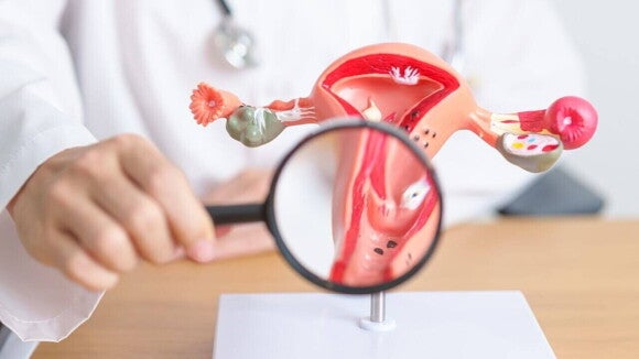 Profissional da saúde aponta uma lupa para um modelo anatômico do útero colocado sobre uma mesa. Profissional da saúde aponta uma lupa para um modelo anatômico do útero colocado sobre uma mesa.