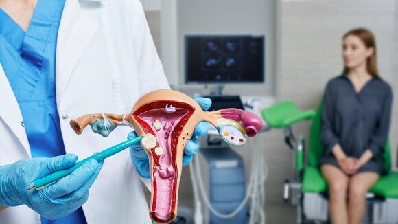 médico explicando a anatomia do útero com um modelo anatômico em um consultório ginecológico. médico explicando a anatomia do útero com um modelo anatômico em um consultório ginecológico.